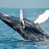 Baleine à Bosses