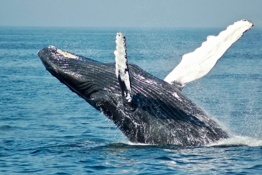 Australie : une « maternité » de baleines à bosse découverte dans la Grande Barrière de corail