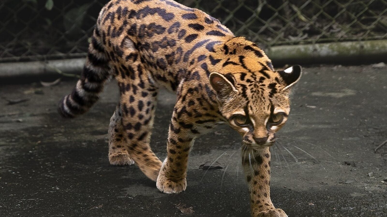 Photo: presse-citron.net New 3-Pound Wild Cat Species Discovered in Bolivia