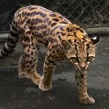 Leopardus Tilcayo