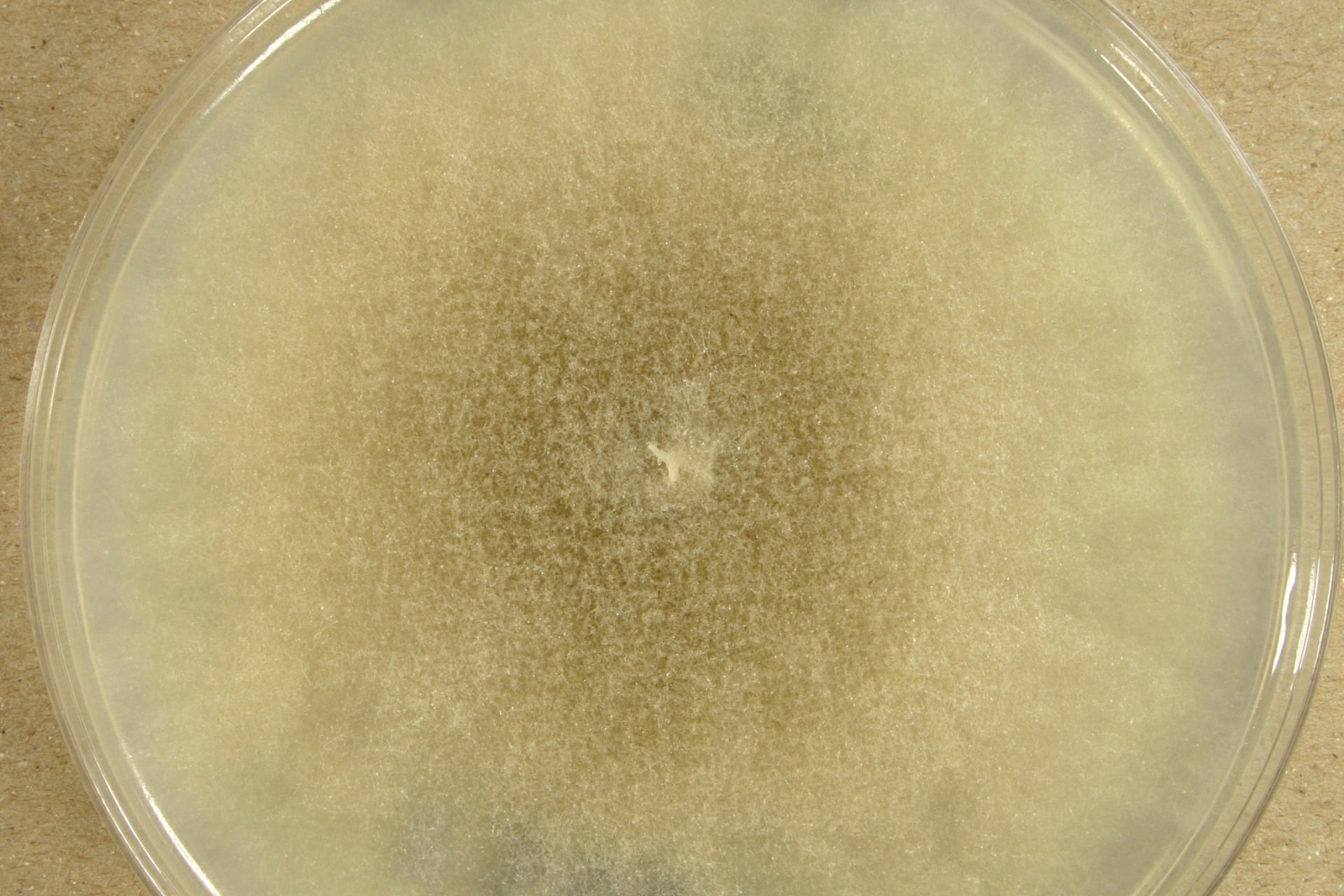 Mucor Racemosus