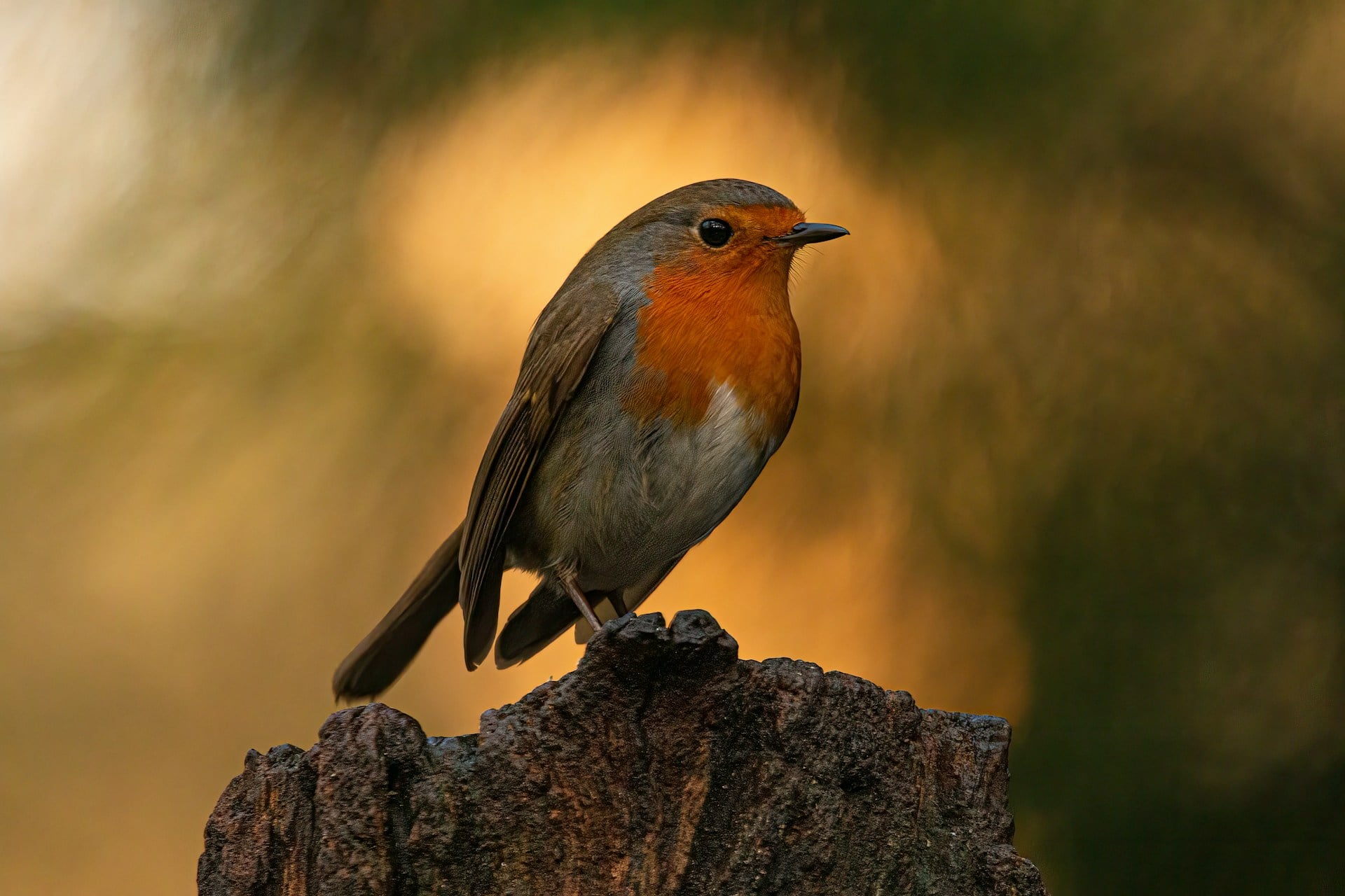 Oiseau