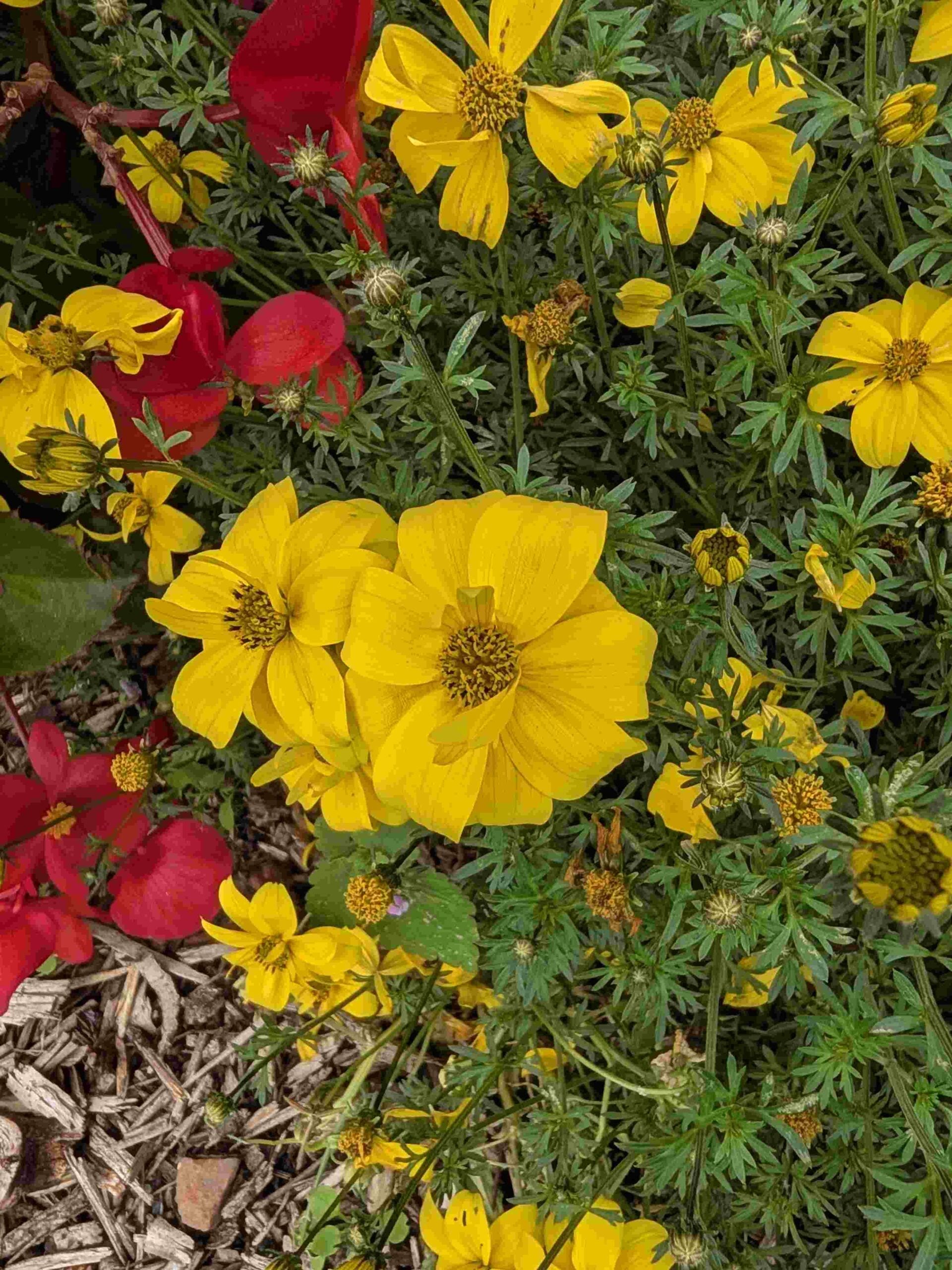 Pxl 20260913 152435764.macro Focus