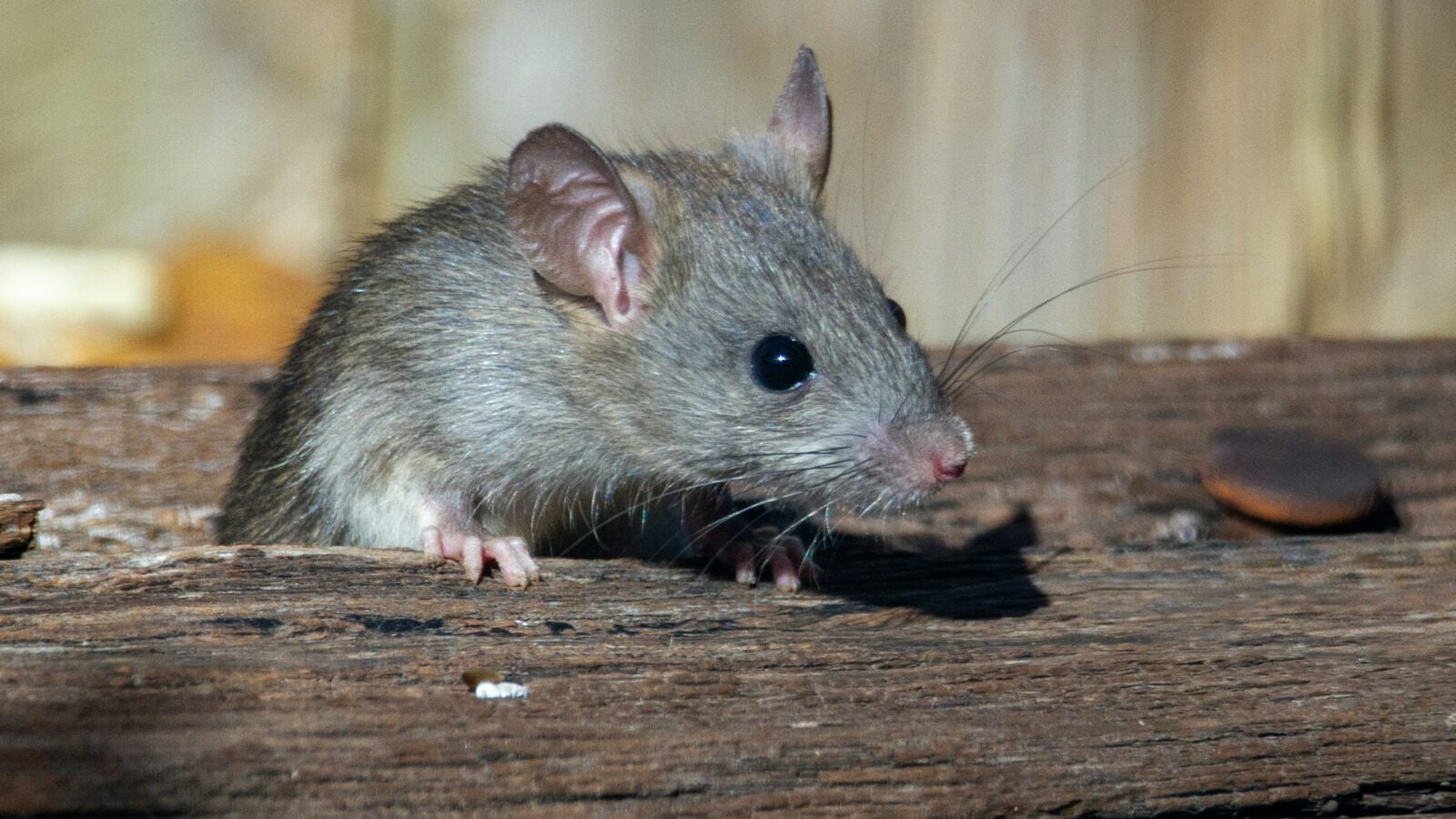 Cette équipe de scientifiques a réussi à rajeunir des souris âgées : une piste prometteuse contre le vieillissement
