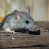 Souris