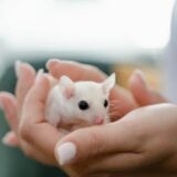 Souris