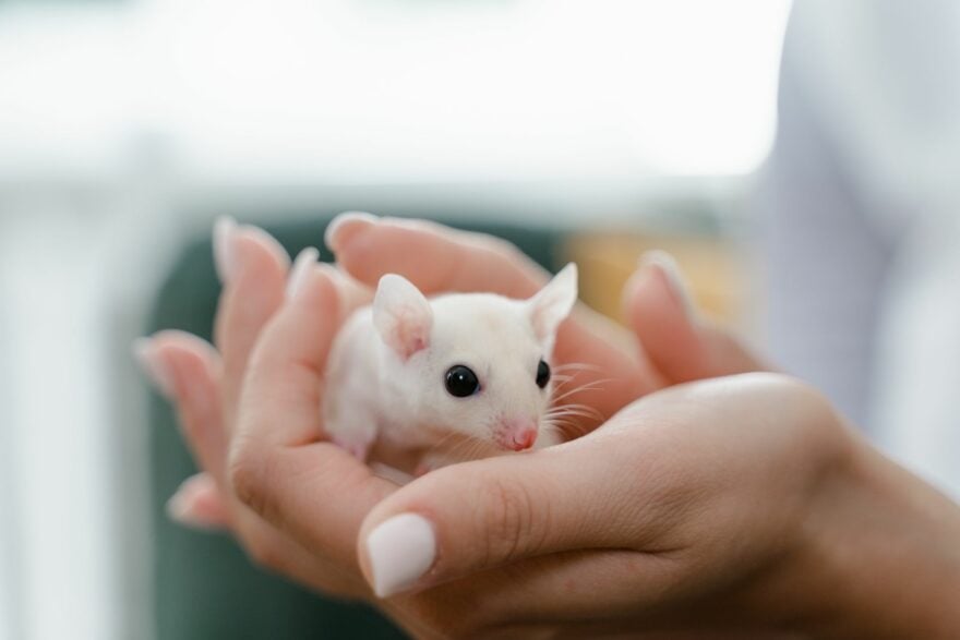 Des souris aux cerveaux d’humains : les chercheurs de Stanford viennent d’ajouter un cortex cérébral d’origine humaine à des rongeurs