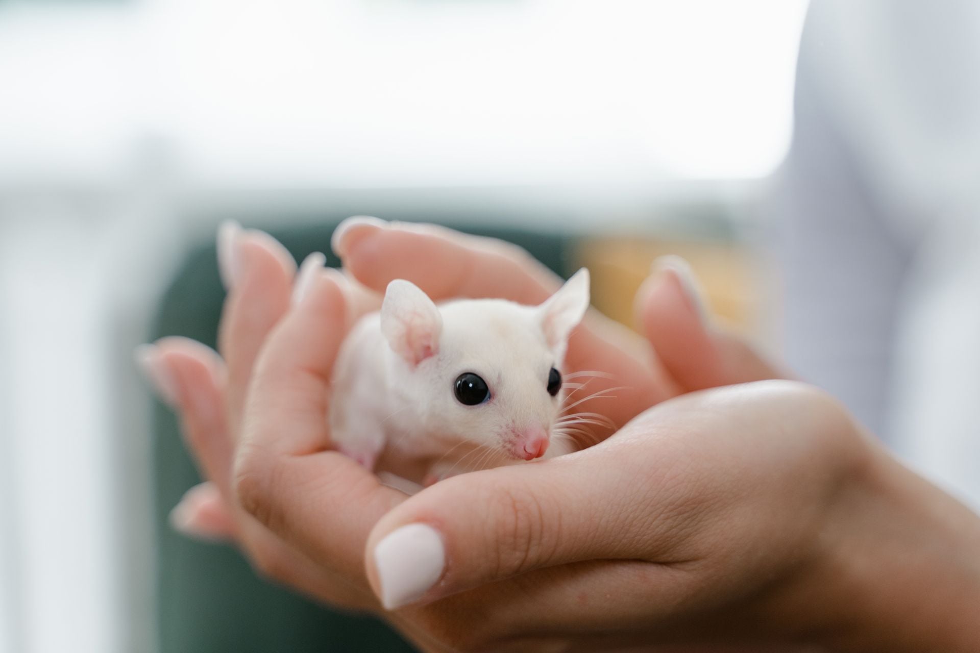 Souris