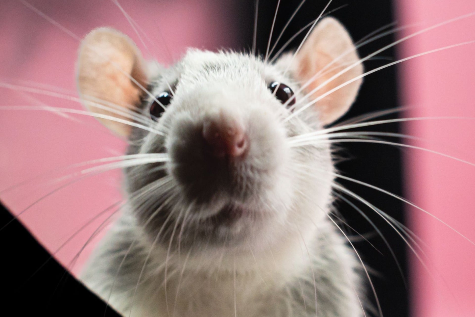 Souris