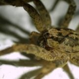 Zoropsis Spinimana