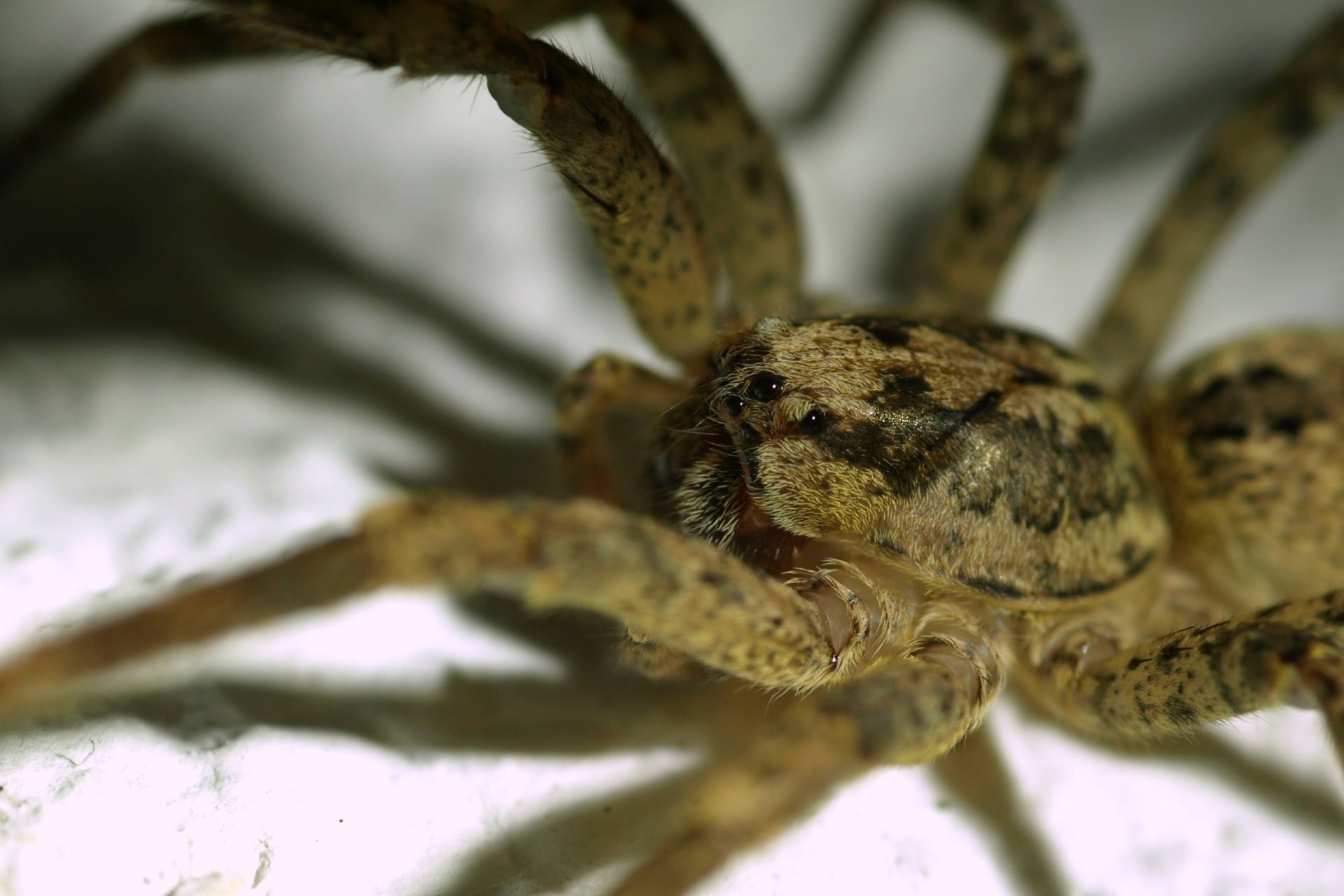 Zoropsis Spinimana