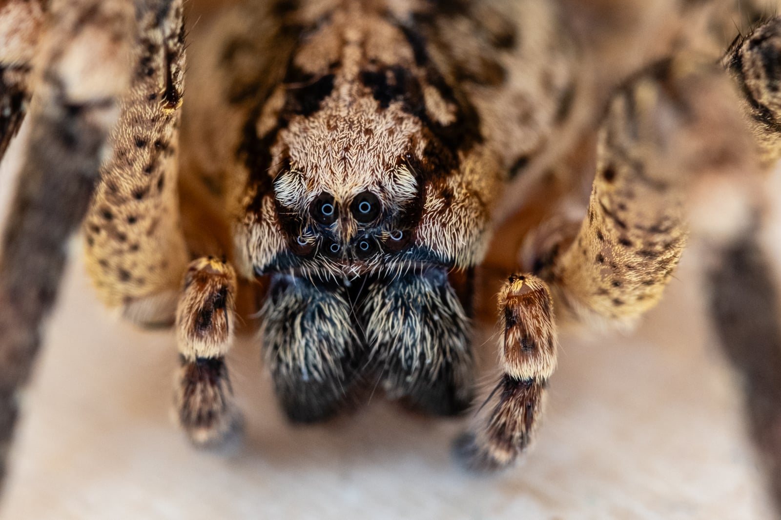Zoropsis Spinimana 2