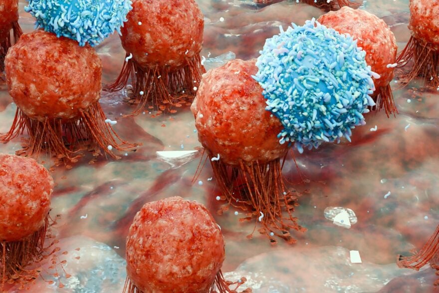 Vaccin Transgene