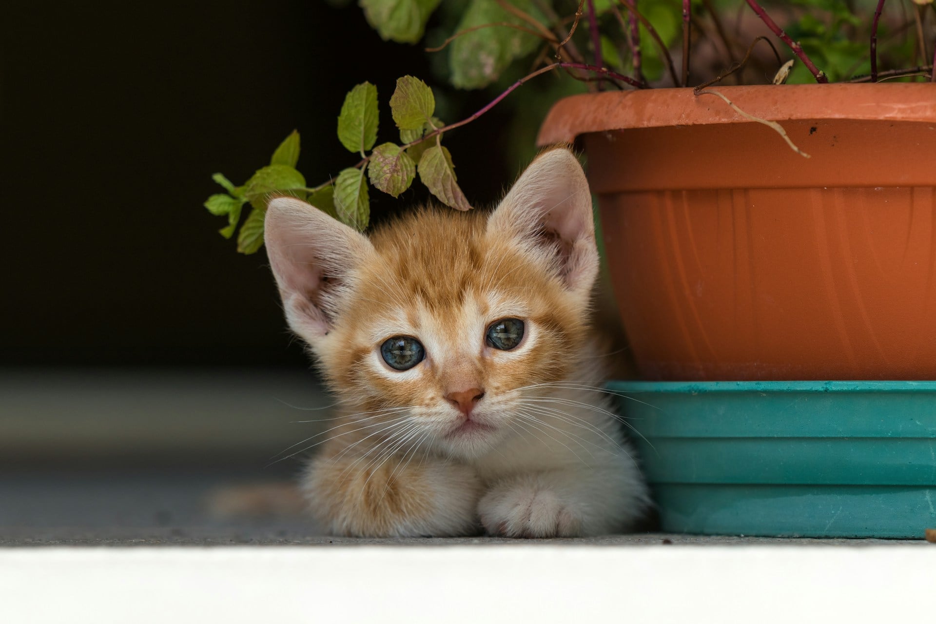 Chaton