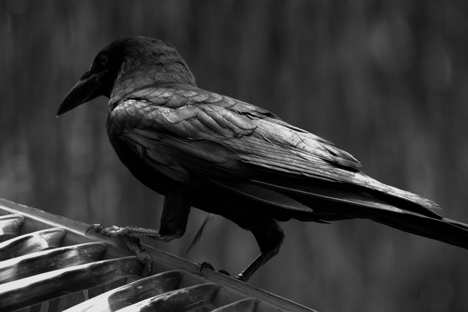 Corbeau