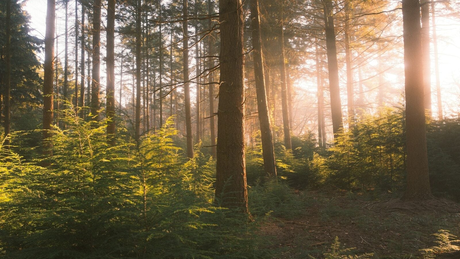 « Une qualité génétique hors norme » : une importante campagne pour repeupler les forêts française débute avec des arbres résistants au changement climatique