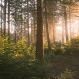Forêt, Nature