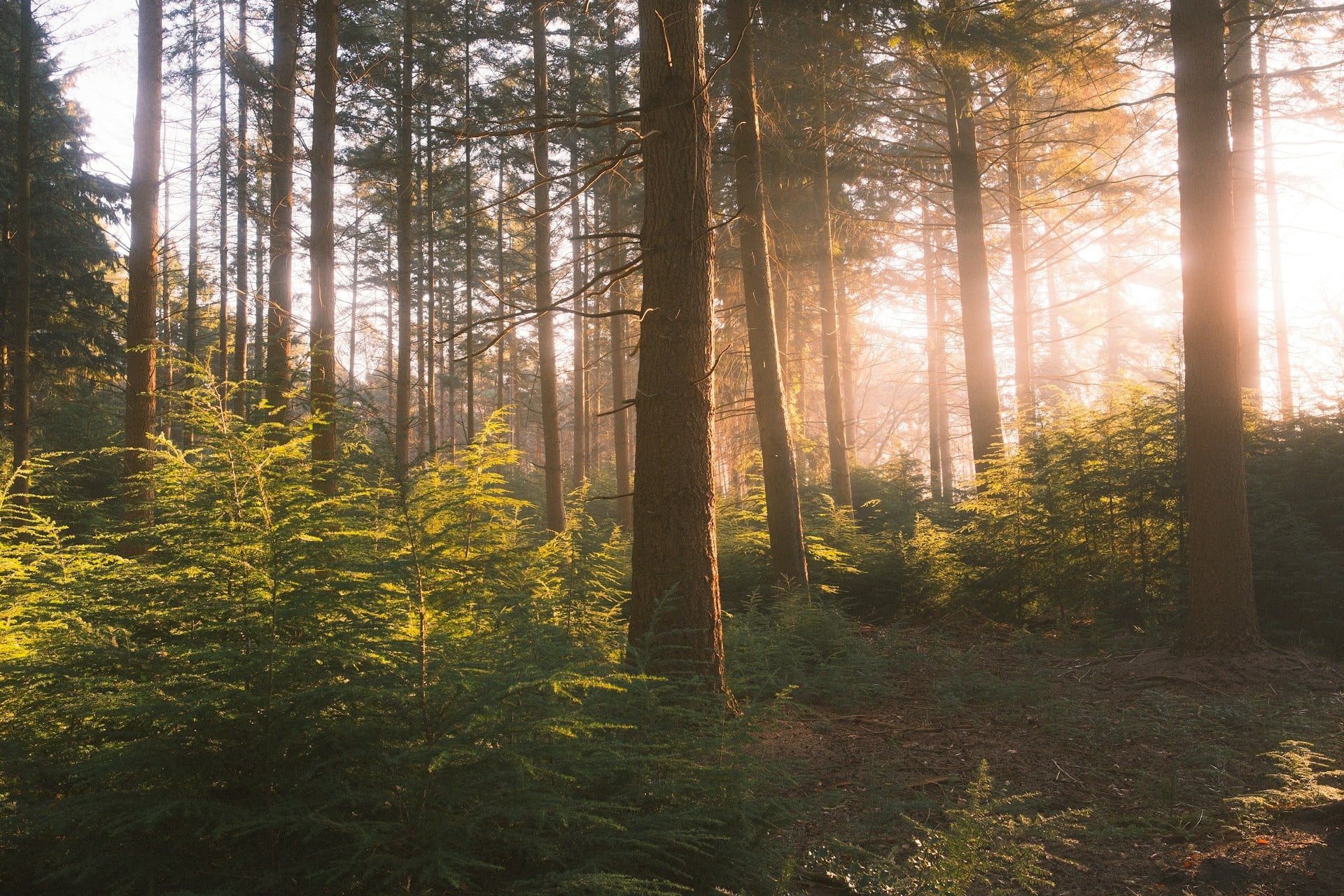 Forêt, Nature