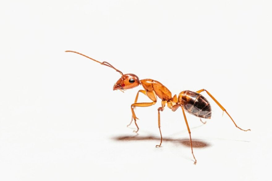 Voici 3 cas effrayants de la nature où les fourmis deviennent des zombies