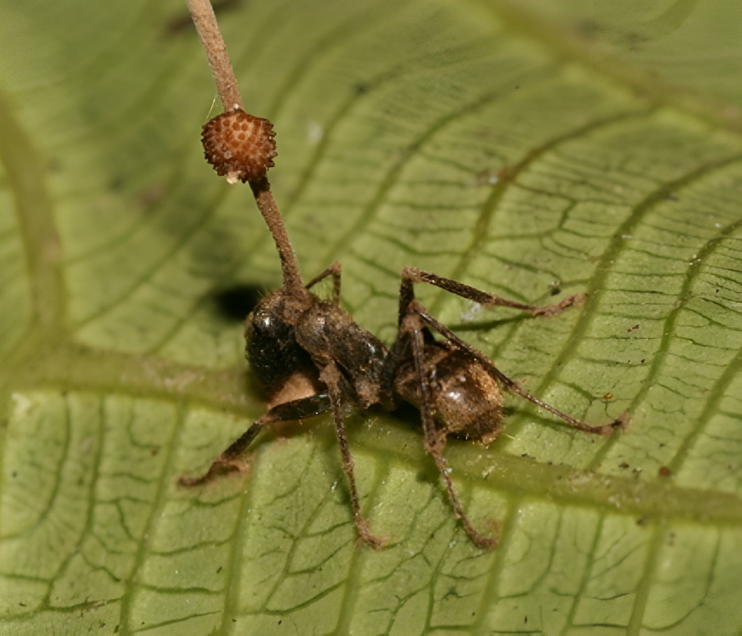 Fourmi Infectée