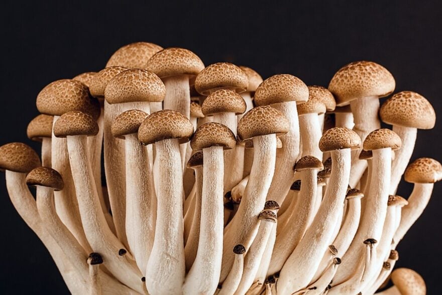 Des scientifiques ont trouvé dans un champignon de quoi rendre le sel… 71 % plus salé