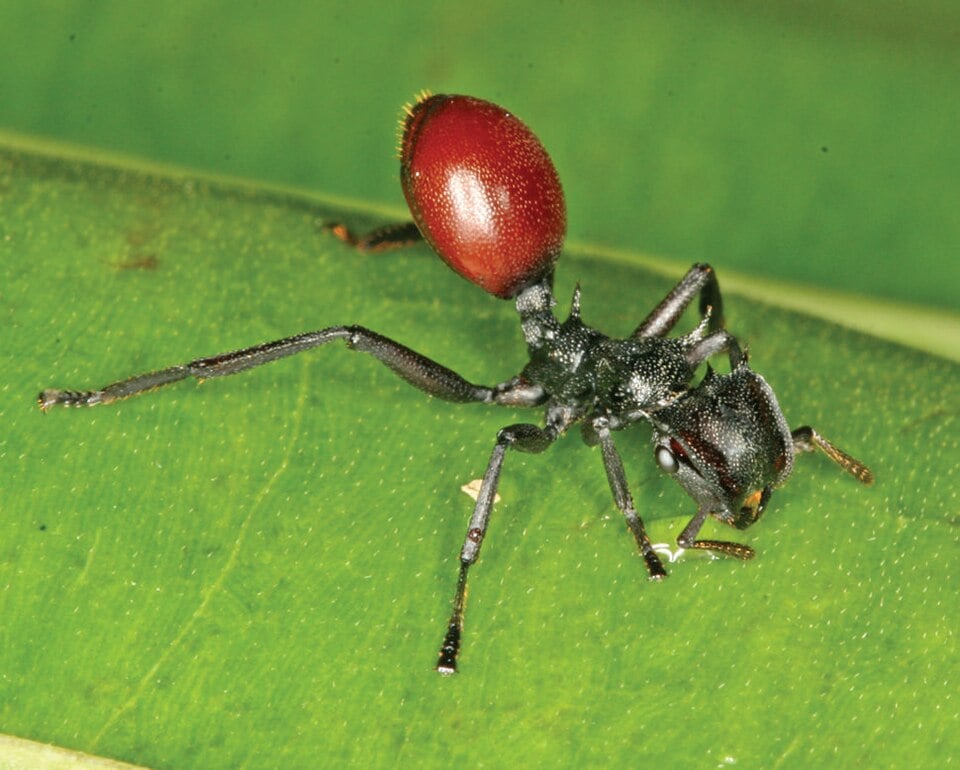 Myrmeconema Neotropicum