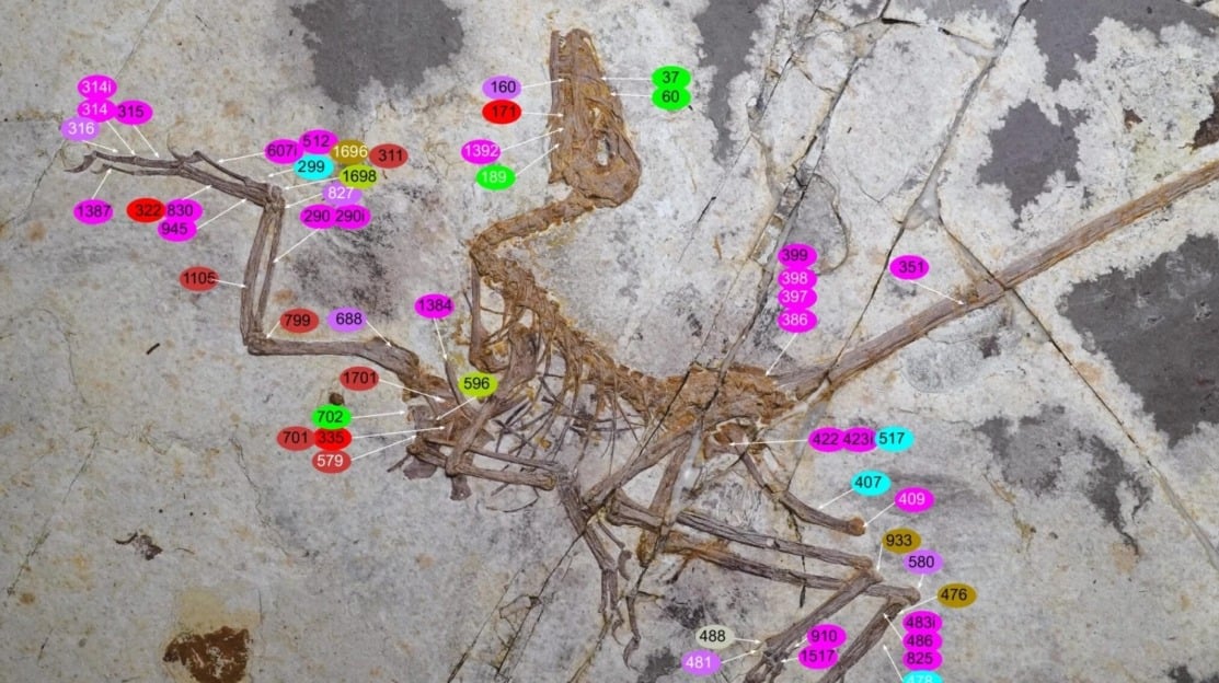 Norellraptor Barsboldi (fossile)