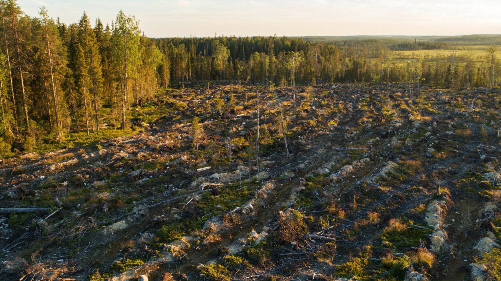« C’est de l’arrogance pure et simple » : Google rase plus de 500 hectares de forêts pour construire ses data centers en Finlande