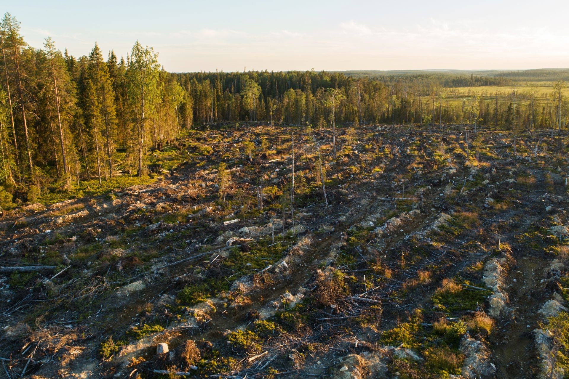 Google Foret Finlande