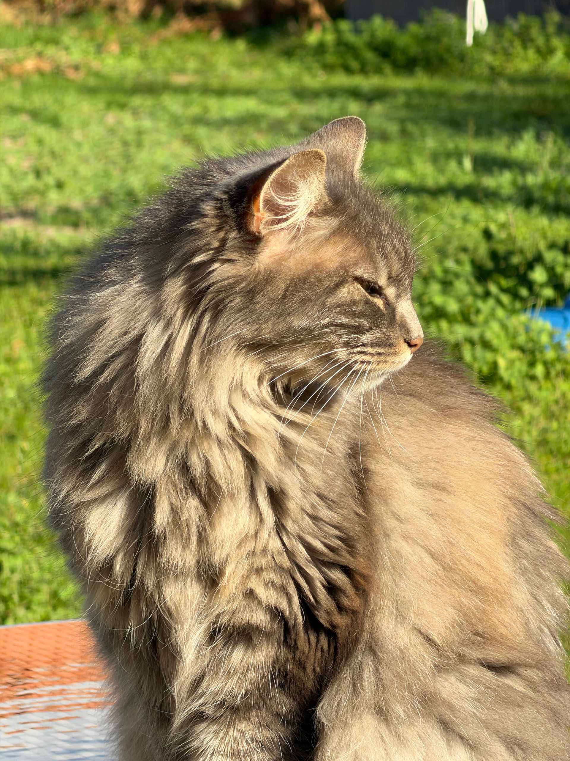 Test iPhone 18 Pro Photo Chat Portrait