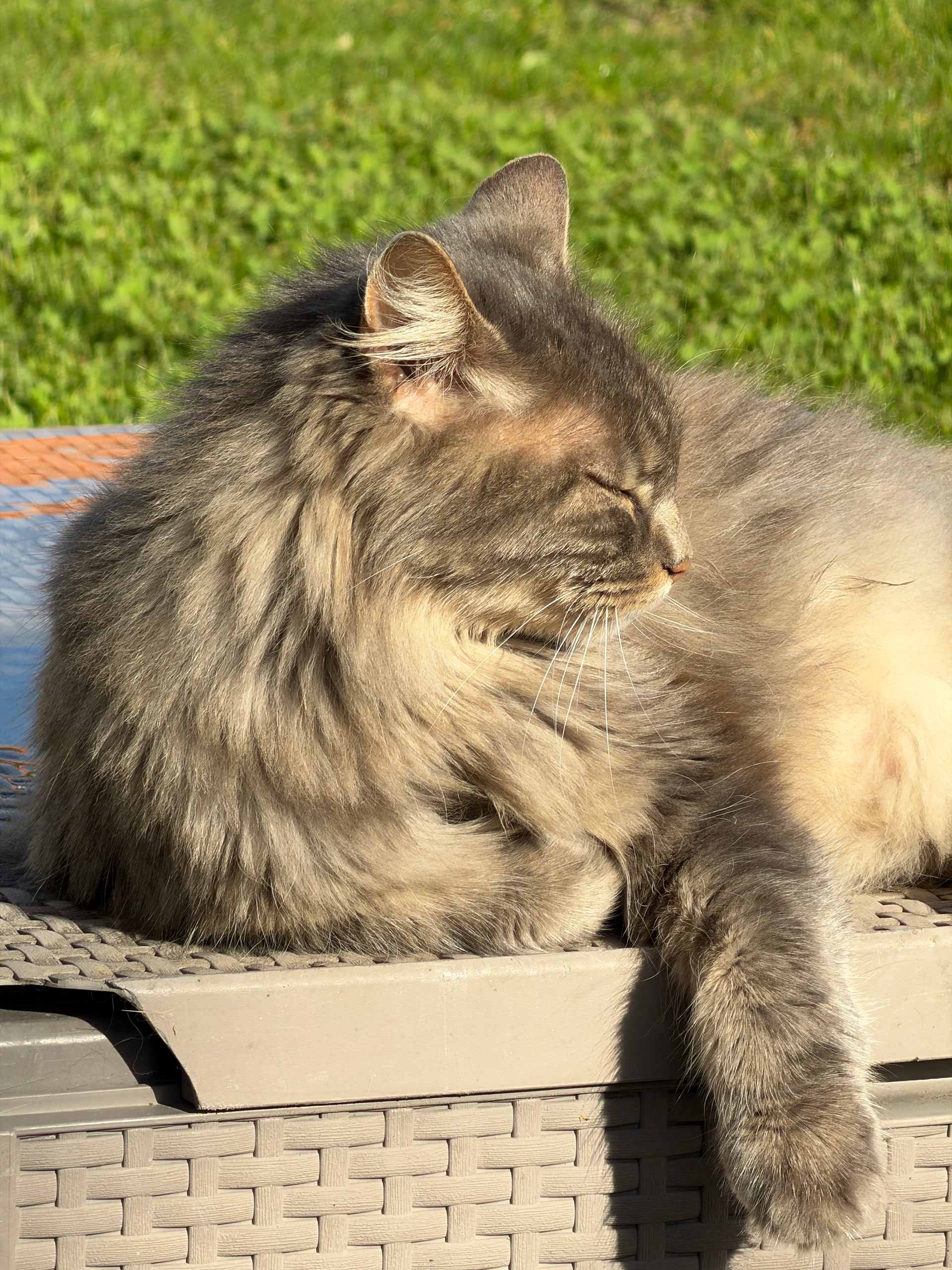 Test iPhone 18 Pro Photo Chat Soleil