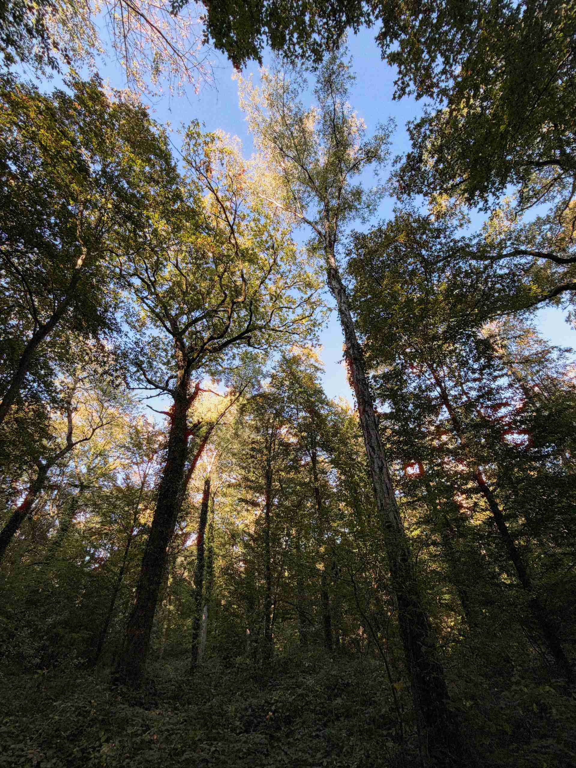 Test iPhone 18 Pro Photo Foret Ultra Grand Angle