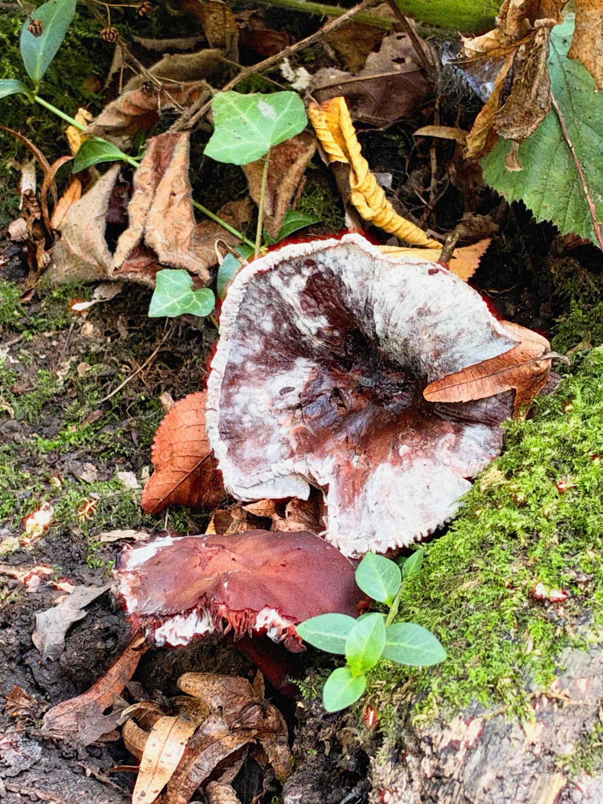 Test iPhone 18 Pro Photo Macro Champignon