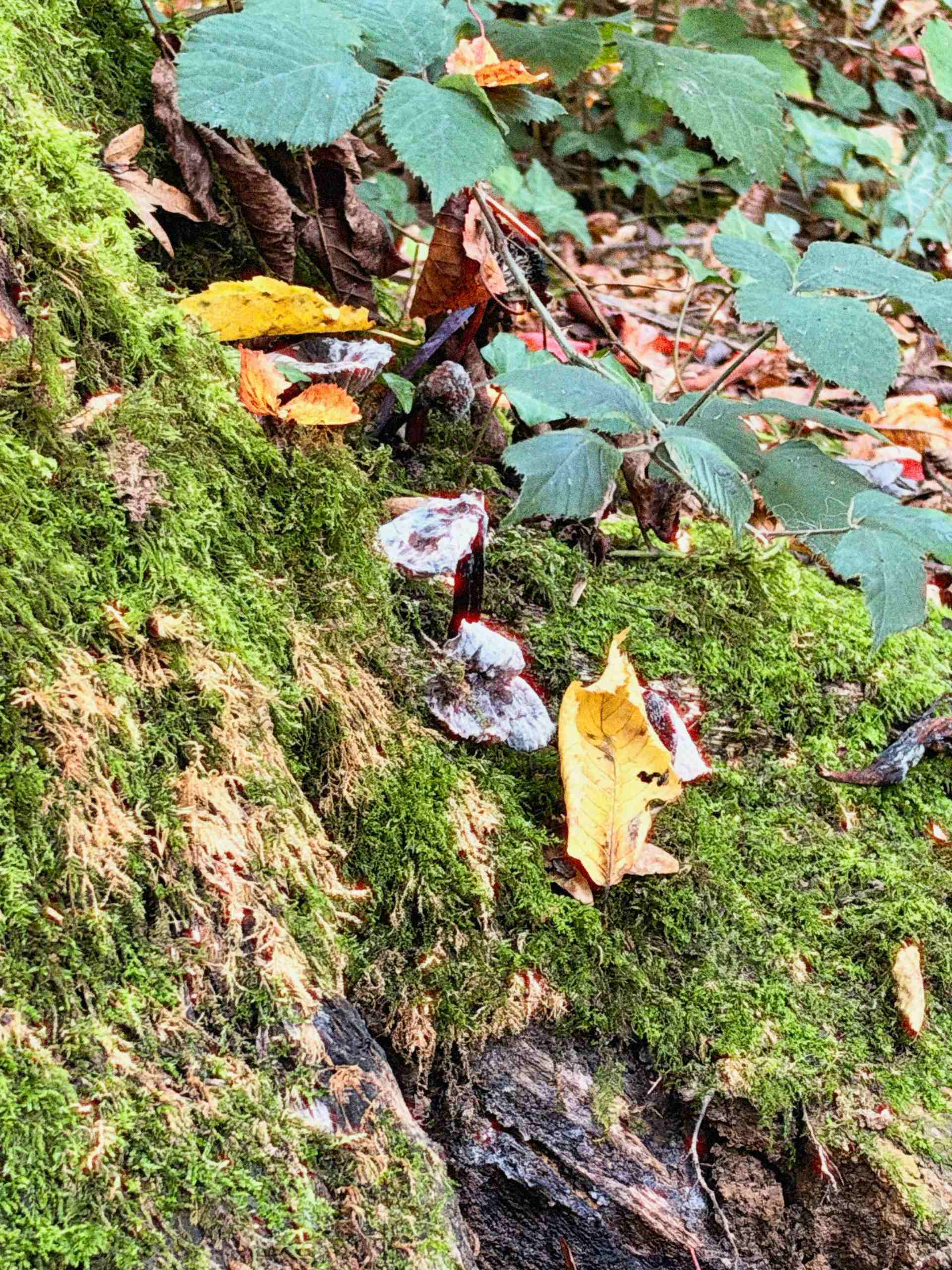 Test iPhone 18 Pro Photo Macro Mousse