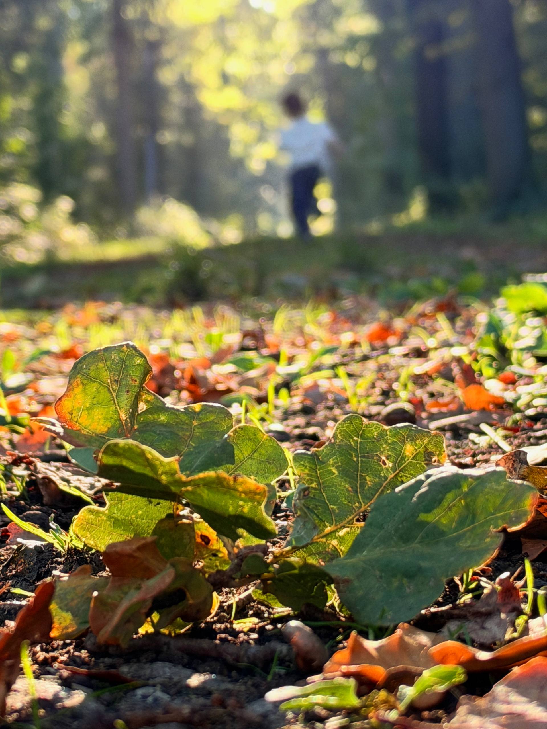 Test iPhone 18 Pro Photo Profondeur De Champ